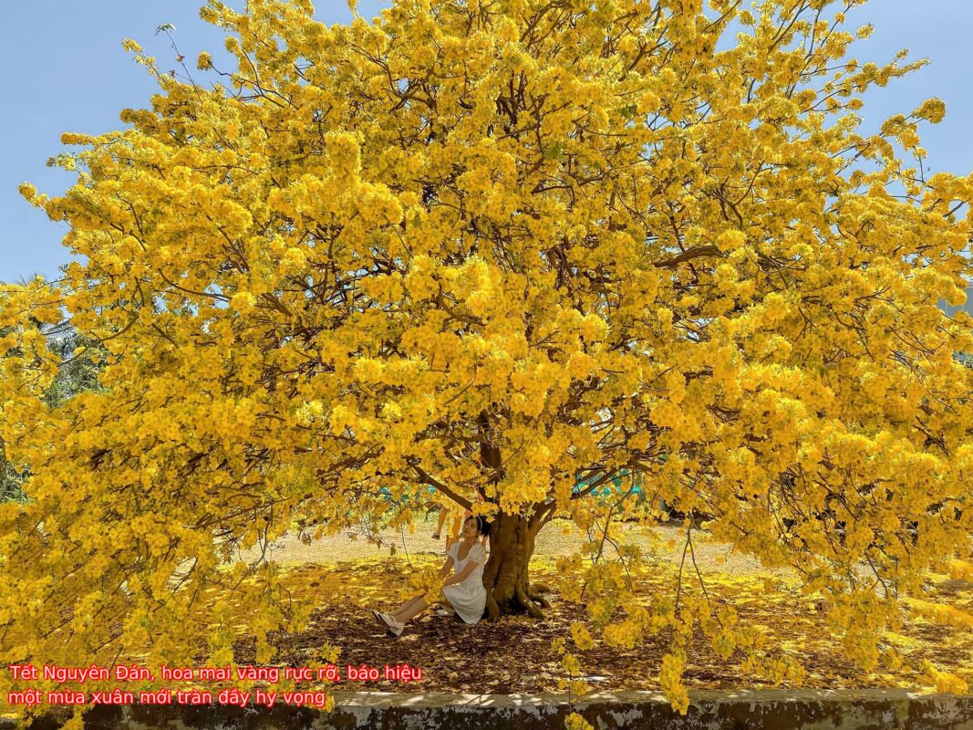 Tết Nguyên Đán, hoa mai vàng rực rỡ, báo hiệu một mùa xuân mới tràn đầy hy vọng