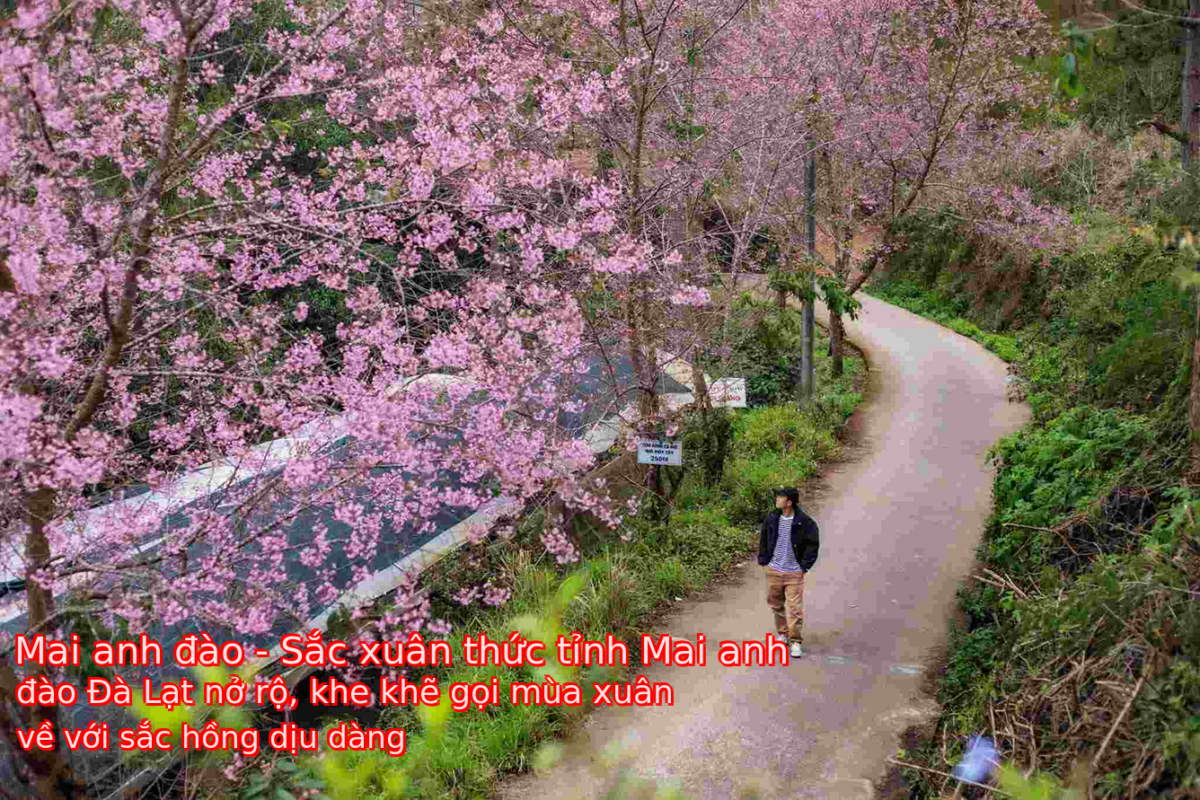 Mai anh đào – Sắc xuân thức tỉnh Mai anh đào Đà Lạt nở rộ, khe khẽ gọi mùa xuân về với sắc hồng dịu dàng