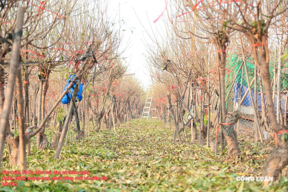 Sắc Xuân Từ Nụ Đào Hoa đào nở thắm ngày Xuân 2026, mang theo nhựa sống mới và niềm tin bất tận