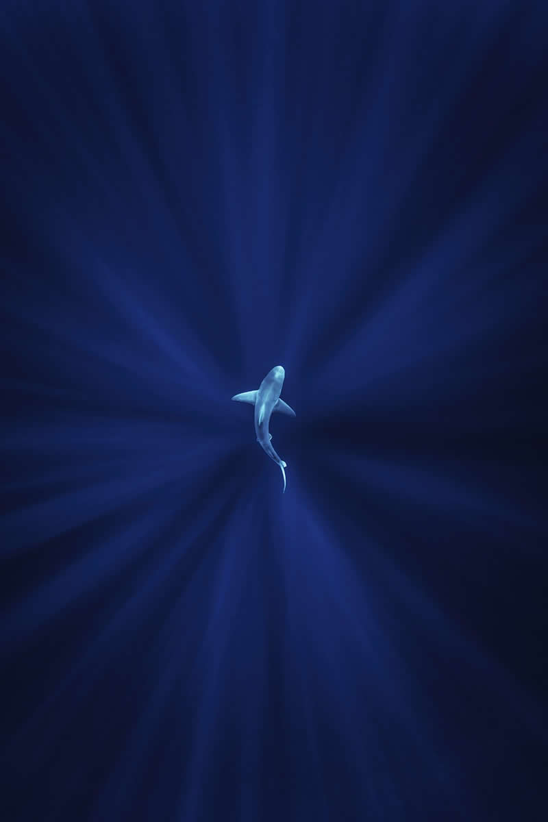 25 Tác Phẩm Đoạt Giải Ấn Tượng Từ Giải Thưởng Nhiếp Ảnh Gia Của Năm reFocus 2025 - Hạng Mục Ảnh Dưới Nước