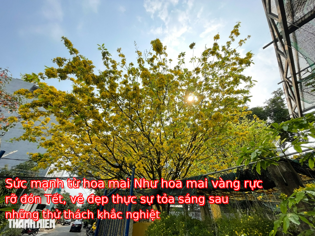Sức mạnh từ hoa mai Như hoa mai vàng rực rỡ đón Tết, vẻ đẹp thực sự tỏa sáng sau những thử thách khắc nghiệt