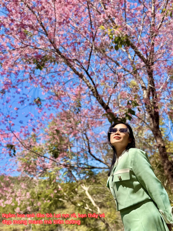 Ngắm hoa anh đào Đà Lạt rực rỡ, bạn thấy vẻ đẹp mong manh mà kiên cường