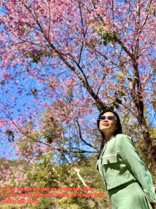 Đà Lạt với hoa anh đào rực rỡ cuối năm nhắc ta rằng vẻ đẹp thịnh nhất thường nở rộ ngay trước thềm kết thúc