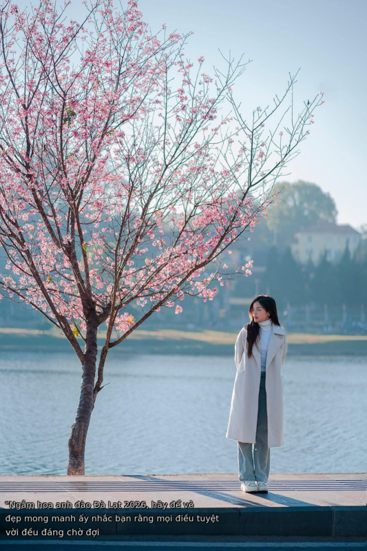 “Ngắm hoa anh đào Đà Lạt 2026, hãy để vẻ đẹp mong manh ấy nhắc bạn rằng mọi điều tuyệt vời đều đáng chờ đợi