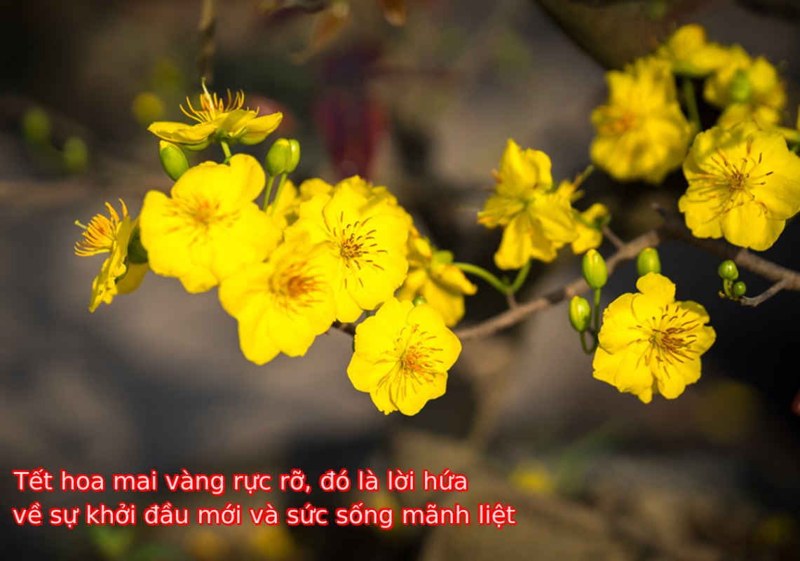 Tết hoa mai vàng rực rỡ, đó là lời hứa về sự khởi đầu mới và sức sống mãnh liệt