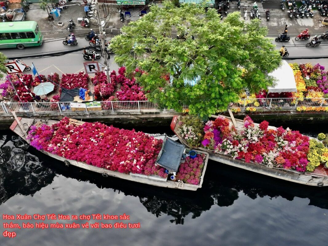 Hoa Xuân Chợ Tết Hoa ra chợ Tết khoe sắc thắm, báo hiệu mùa xuân về với bao điều tươi đẹp
