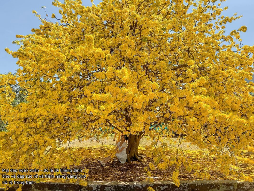 Mai đẹp ngày xuân – đó là lời khẳng định cho vẻ đẹp rực rỡ và tiềm năng đang chờ nở rộ trong bạn