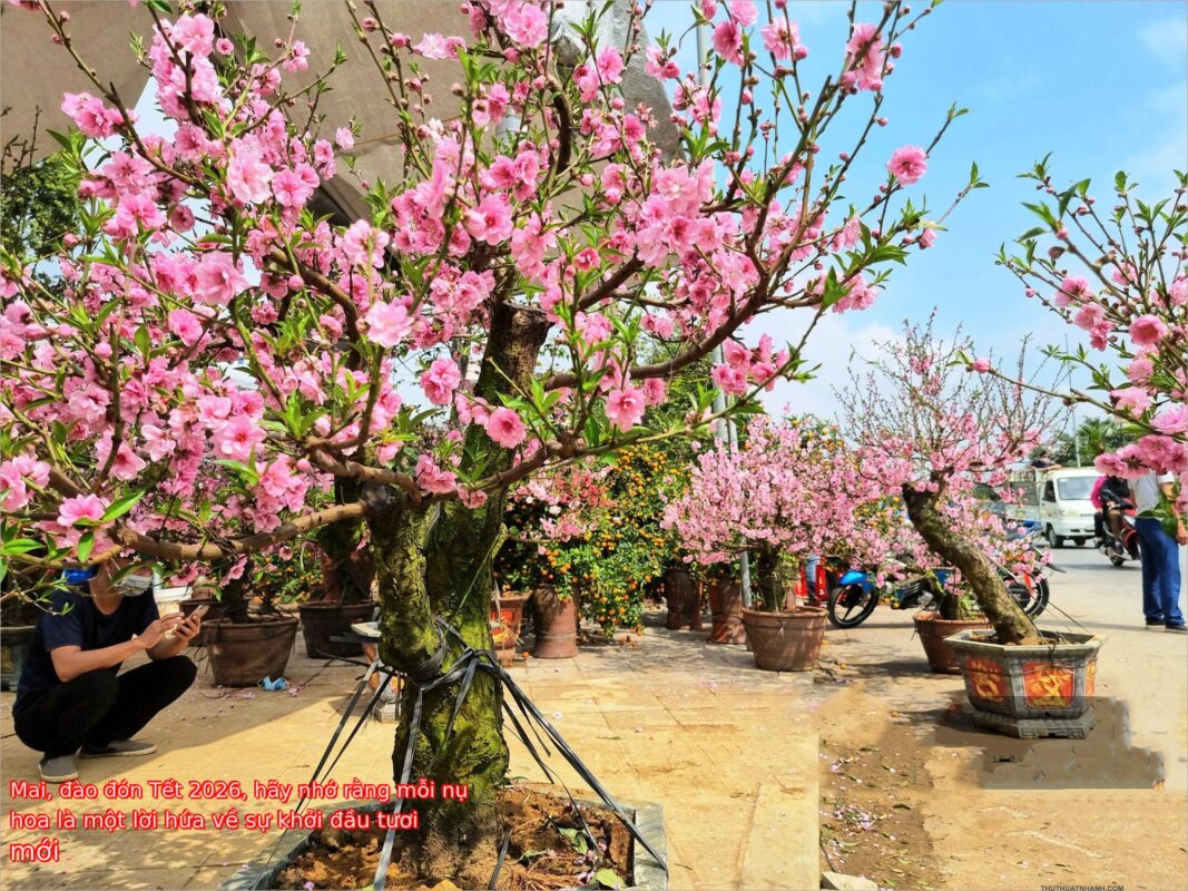 Mai, đào đón Tết 2026, hãy nhớ rằng mỗi nụ hoa là một lời hứa về sự khởi đầu tươi mới
